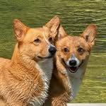 Roger and Bowie - @rogerandbowiethecorgis - Instagram