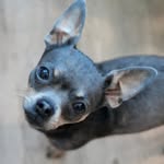 Roger Bowie - @roger.the.chihuahua - Instagram
