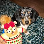 Roger Bowie Paszek - @ohmydox - Instagram