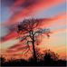 Roger Buch - Facebook