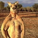 Roger The Buff - @rogerthebuff - Instagram