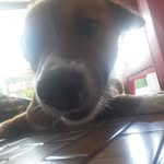 rogerbuff - @hi_its_me_roger - Instagram