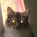 Fat.cat.roger - @roger.the.catt - Instagram