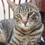 Me llamo Roger 🐈 - @rogerkaicatt - Instagram