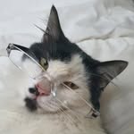 Mr. Roger the cat - @mr.roger.catto - Instagram
