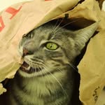 Roger the Catto - @roger_thecatto - Instagram