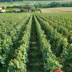 Champagne Roger DEPIT - @champagnerogerdepit - Instagram