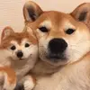rogerchen447 - @rogerchen447 - TikTok