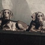 Rakshit Munjal - @roger_cherry_ - Instagram