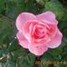 Roger Contento - Facebook
