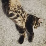 Roger Coon - @rogerekcoon - Instagram