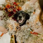Roger - @rogercurriethedoggo - Instagram
