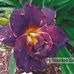 Roger Delisle - Facebook