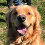 Golden Boy Roger The Dodger - @rogerdodgerdog - Instagram