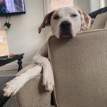 Roger - @_roger.dodger_ - Instagram