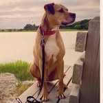 Roger Dodger - @rogerdodgernyc - Instagram