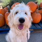 Roger Dodger - @that_dood_rog - Instagram
