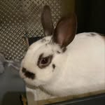 Roger Dodger - @rogerdodgerrabbit - Instagram
