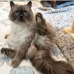 Roger Dodger the Ragamuffin - @rogerdodgerbrooklyn - Instagram