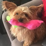 VIDA de PERROS - My Playground - @rogerdulantop - Instagram