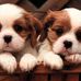 Dymond Rogers - Facebook