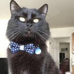 Roger Edgar - @_roger_thecat_ - Instagram