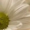 RogerFloraXD_nq - @rogerfloraxd_nq - TikTok
