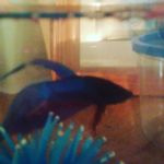 roger floyd the fish - @roger_floyd_the_fish - Instagram