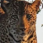 Roger Fraser - @actionphotoza - Instagram