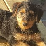 Roger Fraser - @airedales_united - Instagram