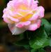 Shelia Rogers-Gilchrist - Facebook