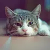 rogerhanks - @rogerhanks - TikTok