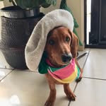 Roger Rogerson - @roger_hedges_dachshund - Instagram