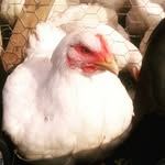 Roger Hege - @rogerhege - Instagram