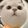 ROGER HESTER - @roger.hester1 - TikTok