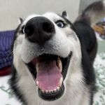 Roger - @roger_the_huskey - Instagram