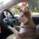 Roger - @rogerhuskey1 - Instagram