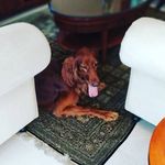 Roger {Irish Setter} - @rogertheirishsetter - Instagram