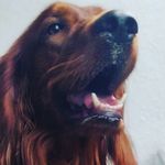 Roger Irish setter - @roger_the_irish_setter - Instagram