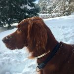 Roger - @rogertheirish - Instagram