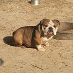 Presidential Out_The_Mud Boss - @rogerjackson4229 - Instagram