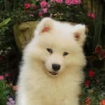 Roger Wismayer Mintoff - @rogerwm__duke_of_kappara - Instagram