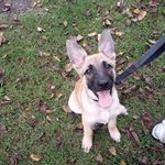 Roger Kee - @service_dogsrock - Instagram
