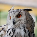 Roger Keesmekers - @rogerkeesmekers - Instagram