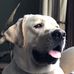 Roger Lamm - Facebook