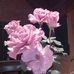Roger Lawless - Facebook