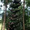 Roger lemus - @roger.lemus7 - TikTok
