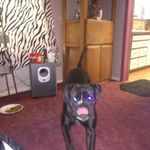 Burt Noes - @ludemannroger - Instagram