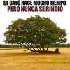 rogermarcucci - @rogermarcucci - TikTok