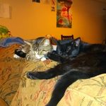 CatNip Tails of Mavis&Roger - @catniptailsofmavisandroger - Instagram